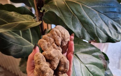 Specialità Menù Tartufo